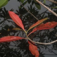 Elaeocarpus angustifolius Blume